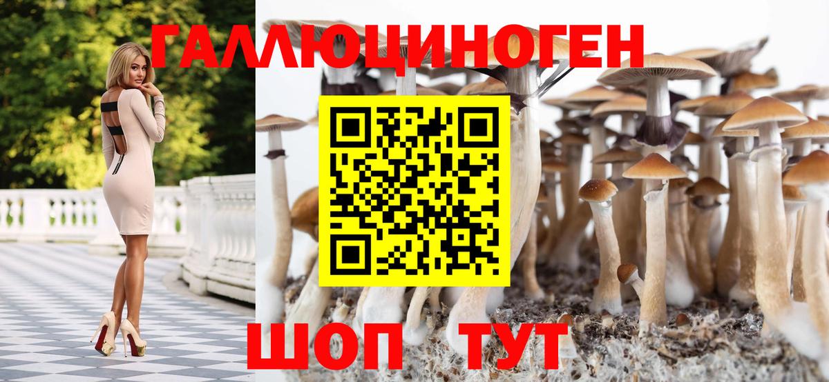 Псилоцибиновые грибы Cubensis Новоалександровск
